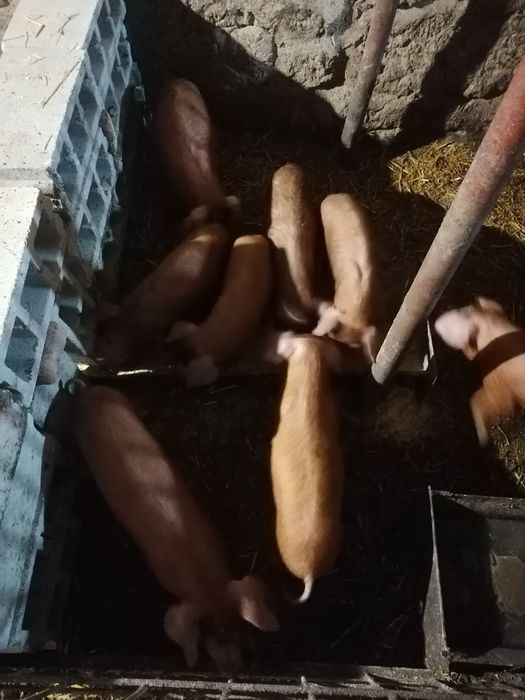 Малки Прасенца Дюрок