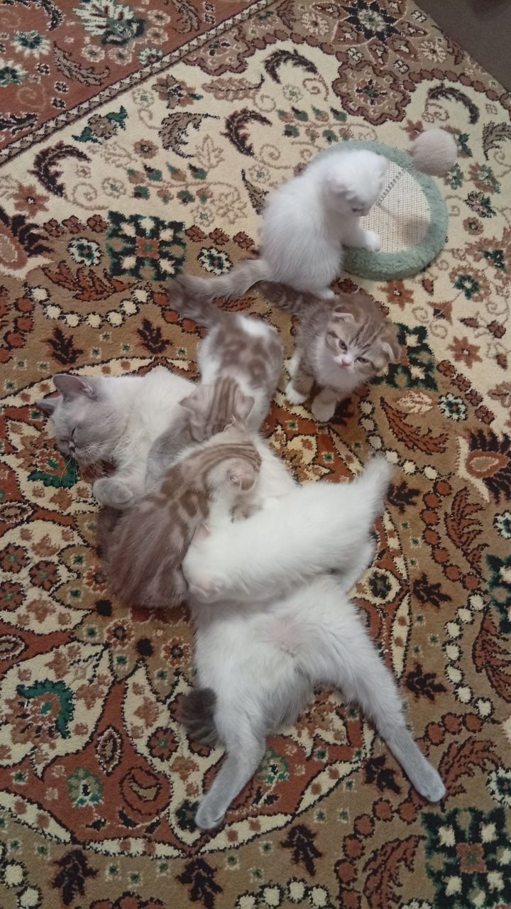 Продаются котята девочка вислоухая