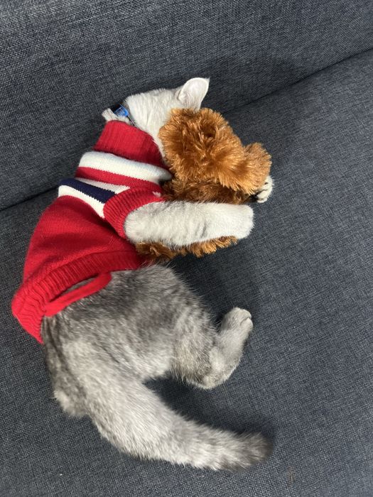 Ismi  dudu soglom kafolatlangan