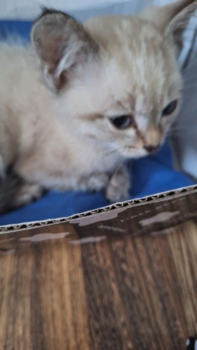 Отдам котенка мал.в добрые руки