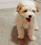 Bichon Maltese cu pedigree