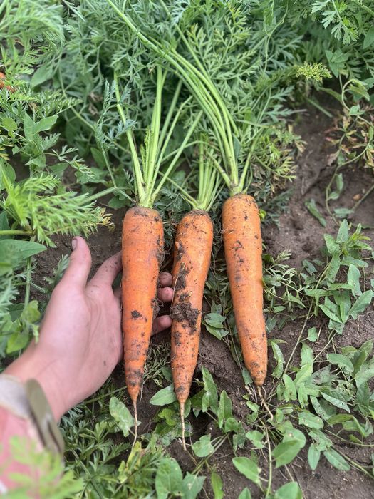 Морковка домашняя