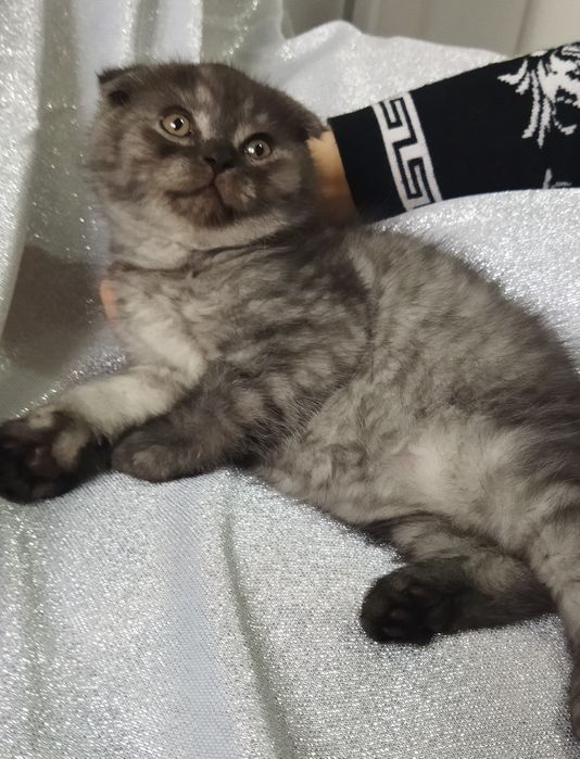 Породистый котенок.