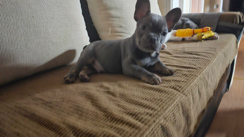 френски булдог .