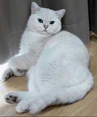 Британская Серебряные Шиншиллы кот приглашает привитых породистых коше