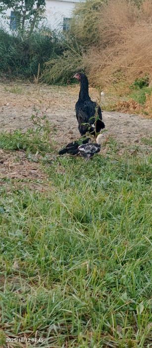 Куланги макиён жужалари билан сотилади