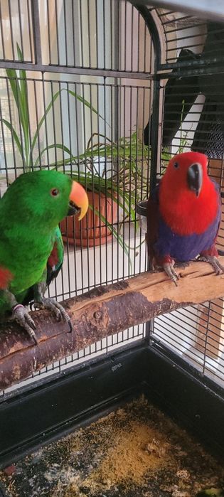 Двойка папагали еклектус