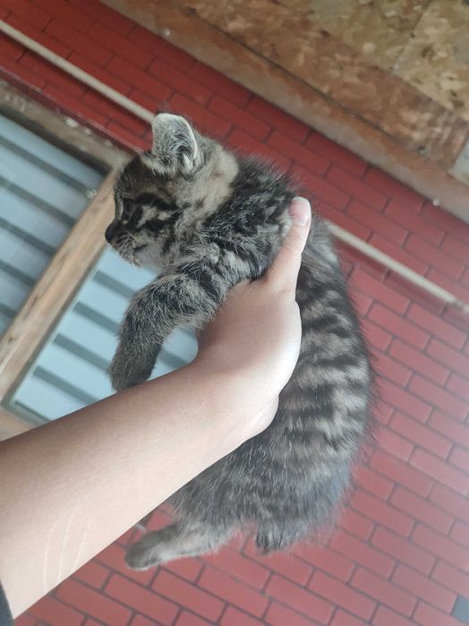 Два котёнка ищут дом!