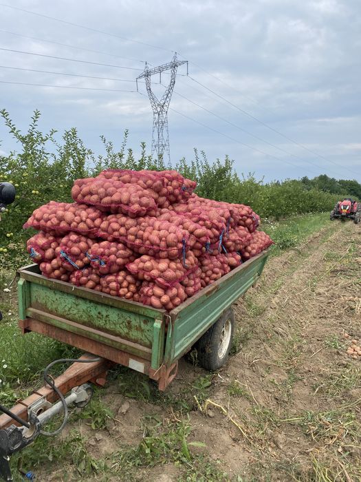 Cartofi consum Bellarosa