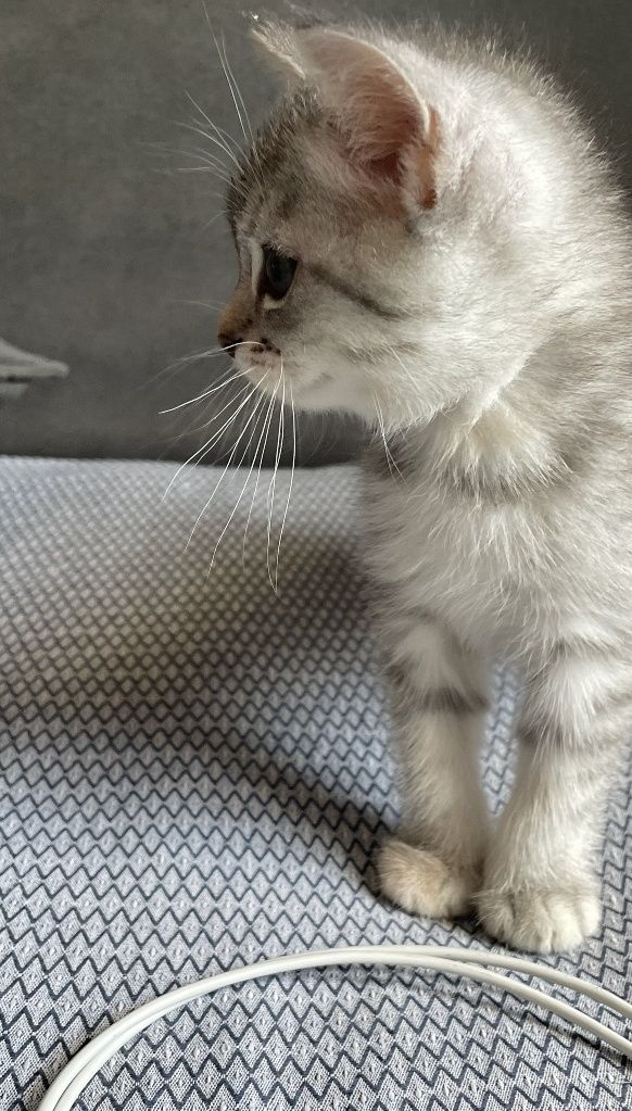 Продаётся котёнок