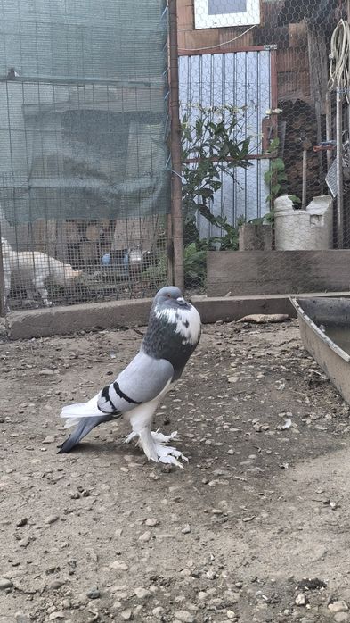 Vând gustați 4 perechi