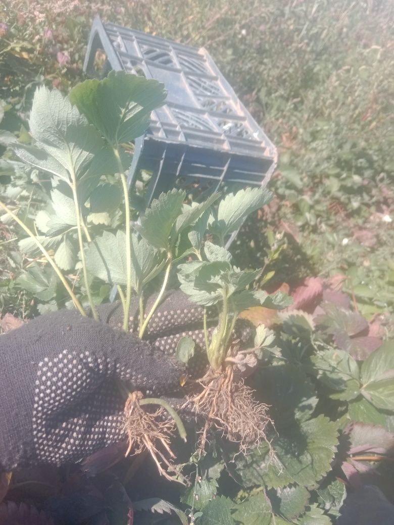Продам усики клубники сорт израильский