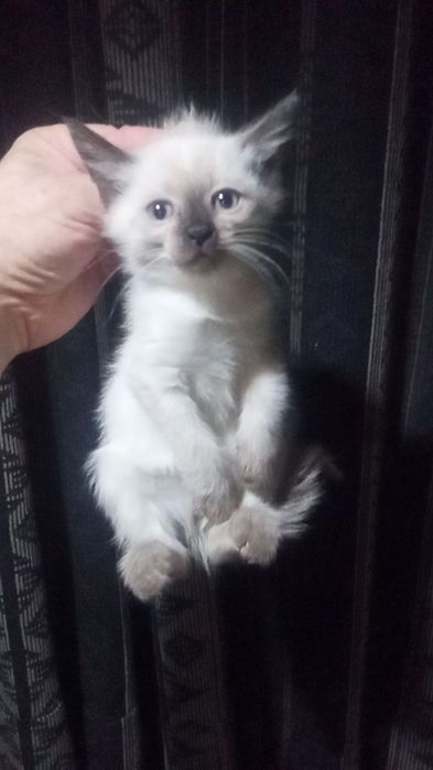 Сиамские котята.