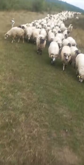oi turcane de vânzare