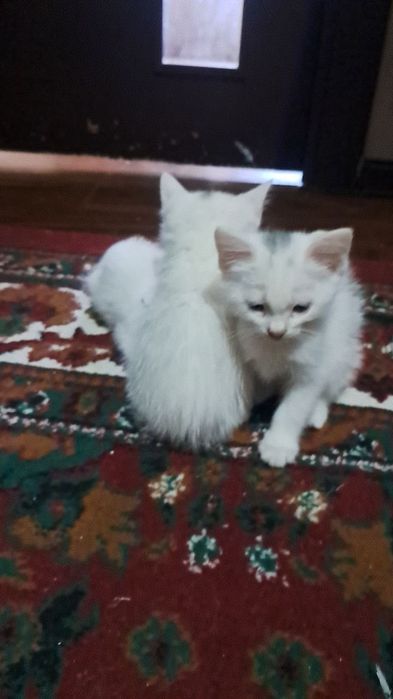 Мушук болалари сотилади Эгасини номери Мушук болалари сотилади