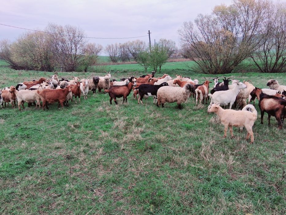 Vând 50 de capre gestante