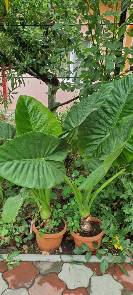 Colocasia(urechi de elefant)