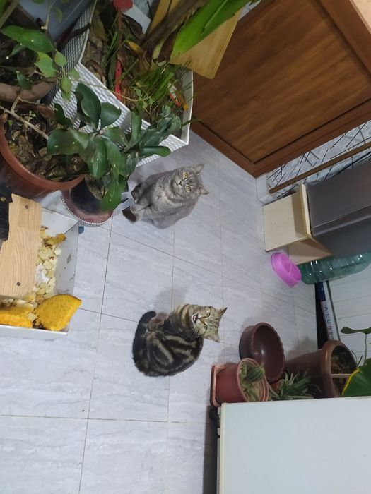 Скотш страйт. Бенгалский кошка