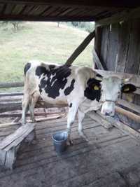 Vând vacă  bălțată românească