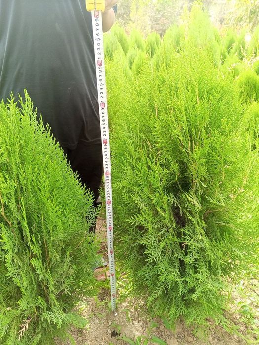 Туя книжная (Thuja plicata) — оптом с собственного поля!