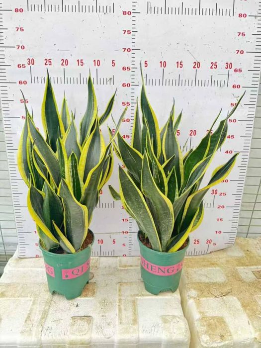 Xona gullari arzon narxlarda