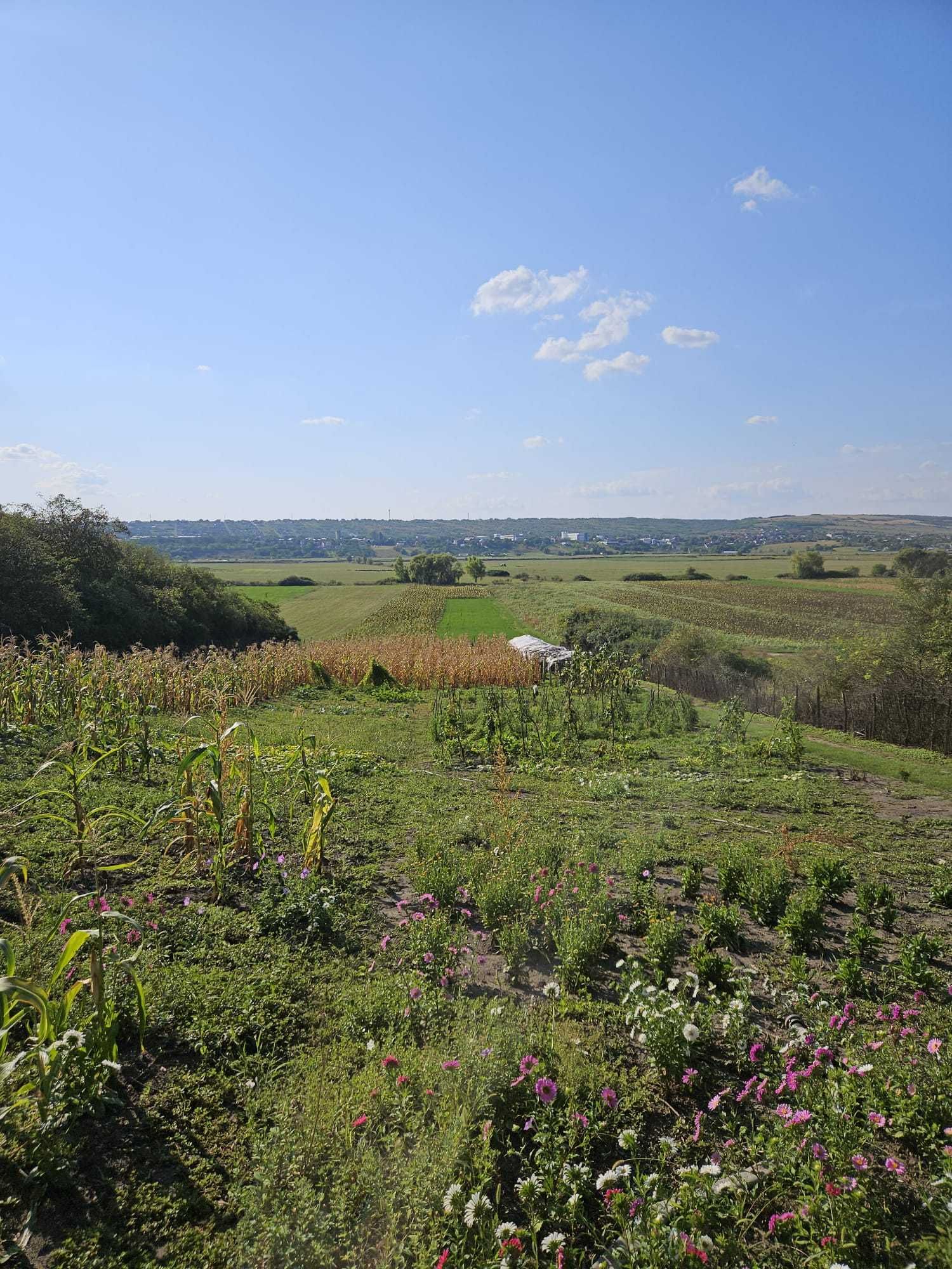 Teren Agricol Extravilan 2.83 ha Gura Bustii Vaslui