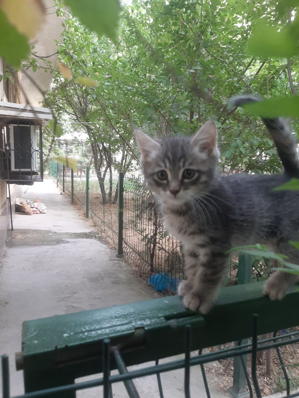 котята в хорошие руки