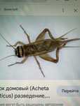 Сверчки замороженные