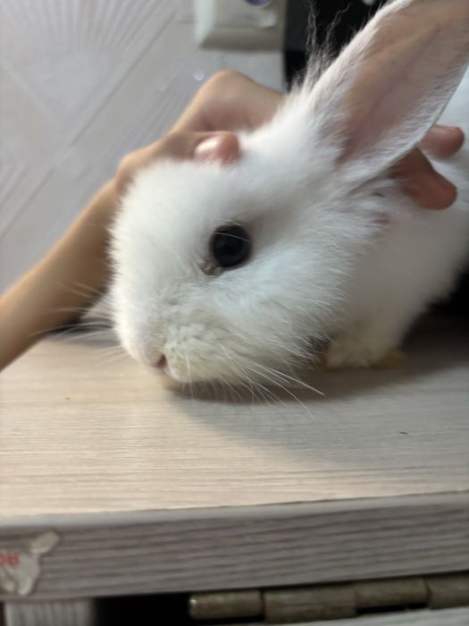 Продаю кролик декоративный милый ручной