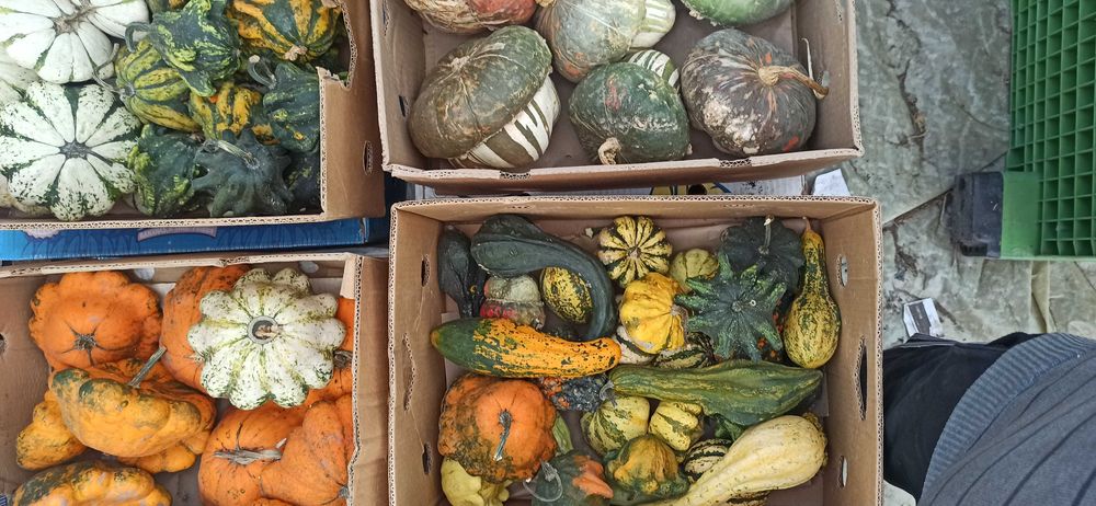 Тикви  за декорация