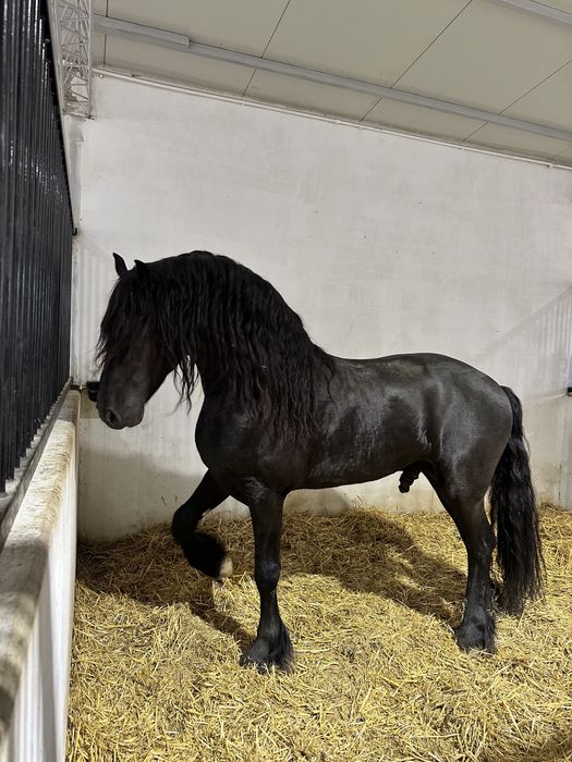 Armasar frizian 5 ani de vanzare Friesian