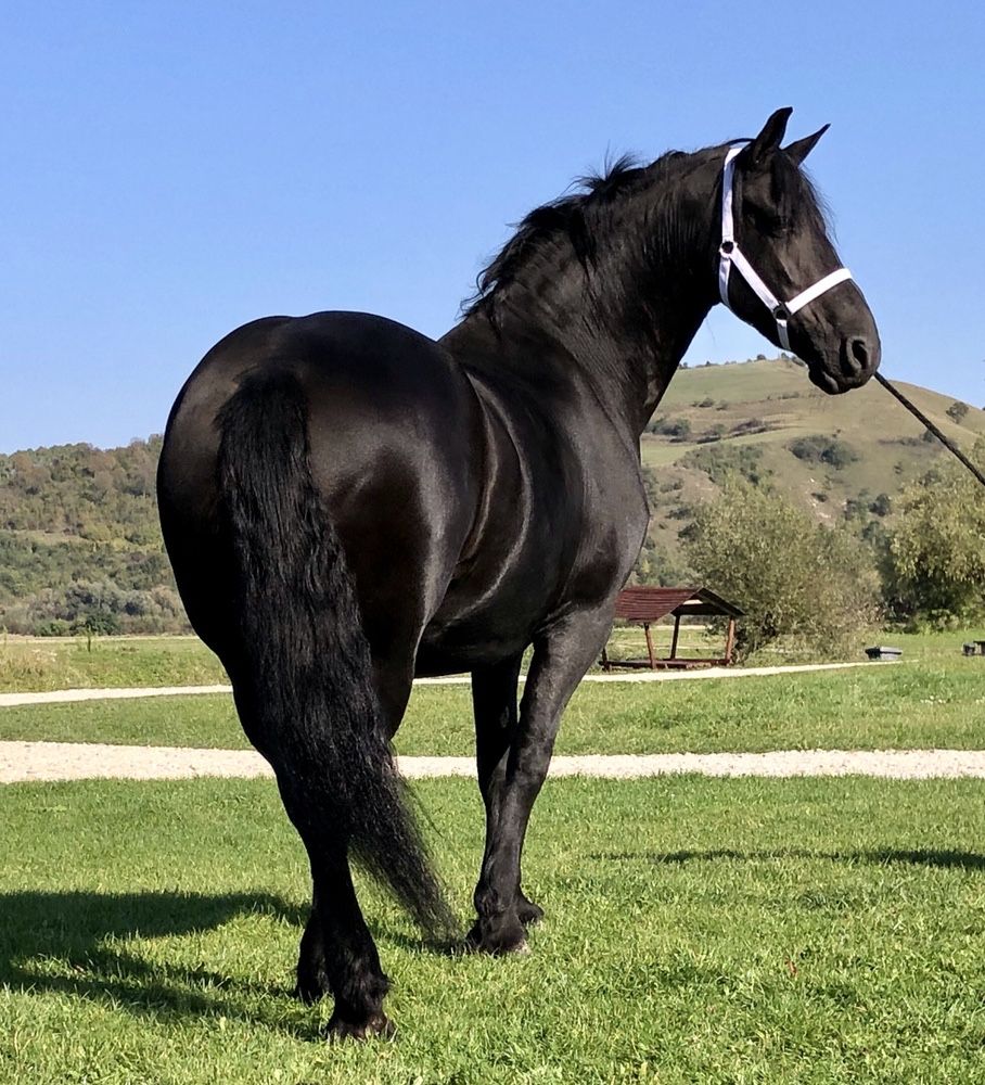 Friesian iapă frizian gestanta echitatie