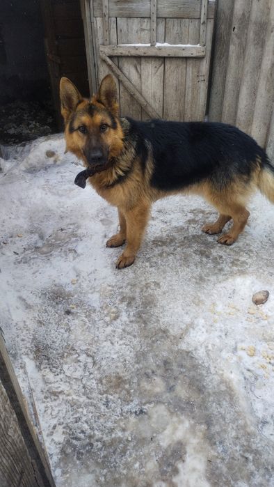 Кабель на вязку молодой