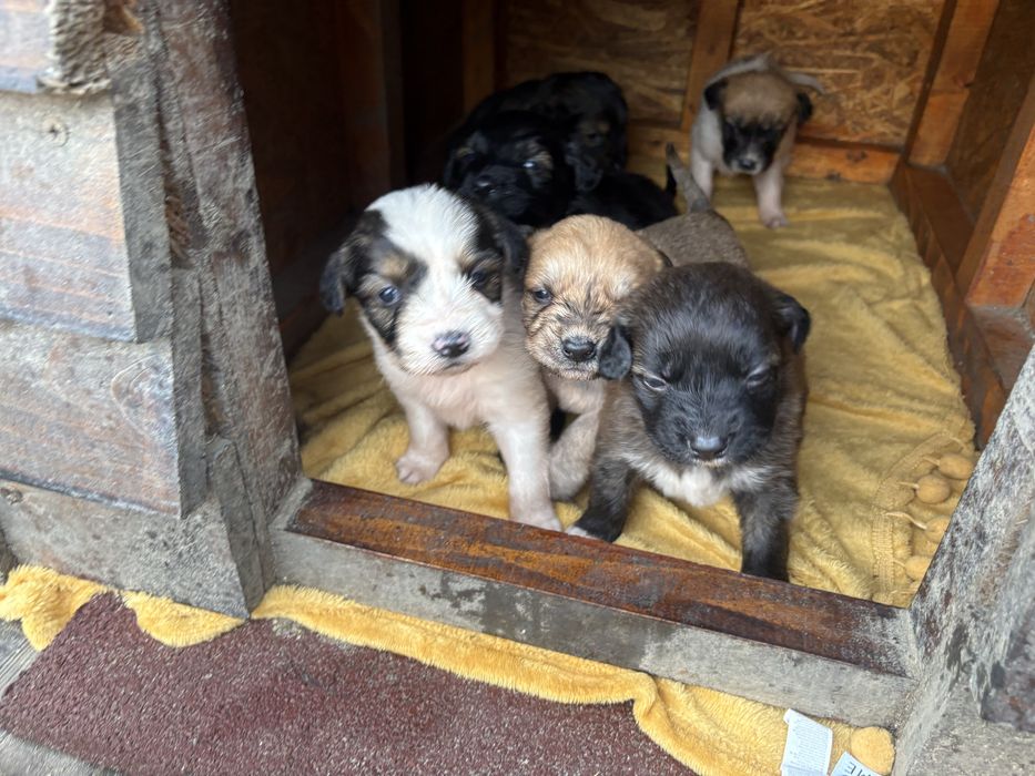 Cautam familii iubitoare pentru 6 catelusi Schnauzer german pitic