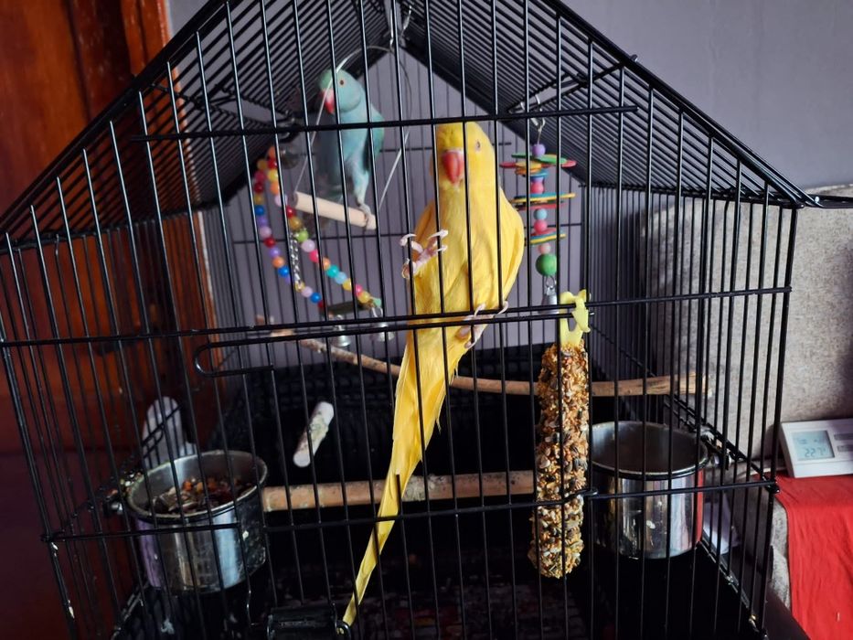 Vând pereche Micul Alexander plus cușcă profesională