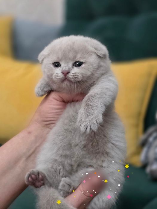 Продаются фолды и страйт