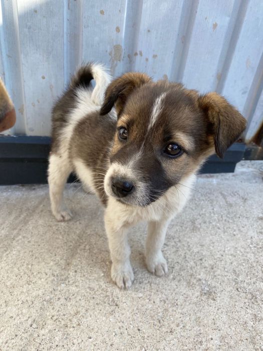 Отдам щенка девочку