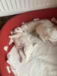 Pui Bichon maltez