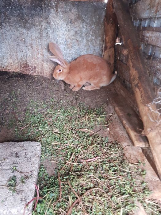 vand pereche iepuri urias german p galben