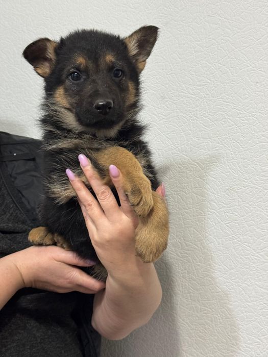 Щенки восточно европейской овчарки