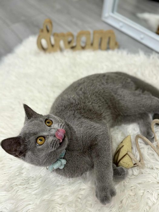 British Shorthair fetiță cu Pedigree 4 luni