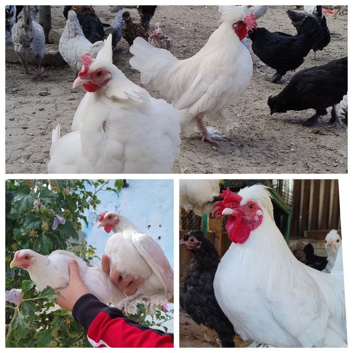 Găini pitice tinere