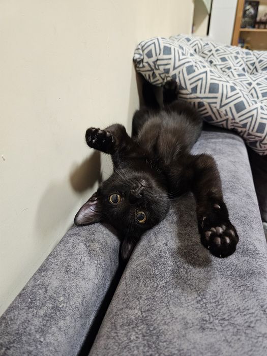 Котёнок ищет дом, отдам котёнка в добрые руки