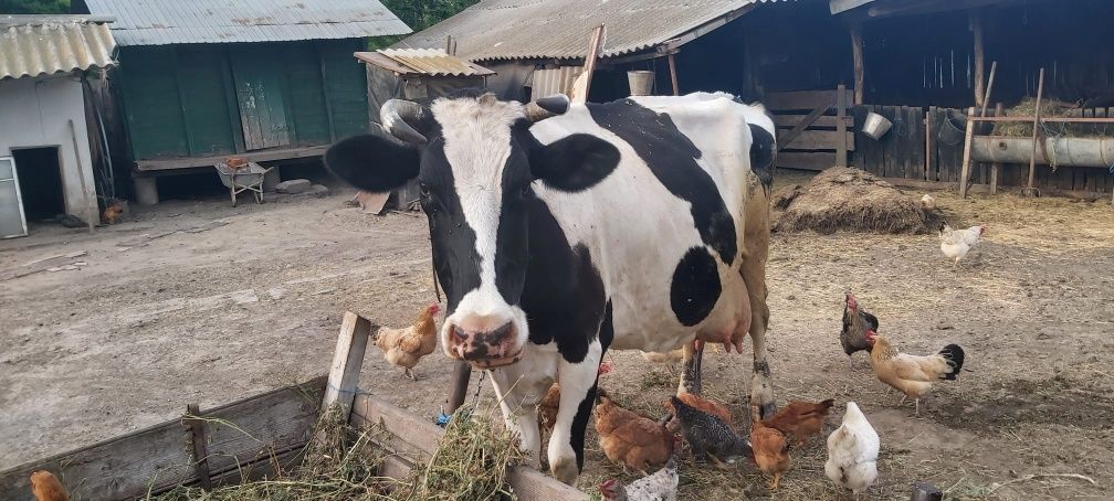 Vaca de vânzare.