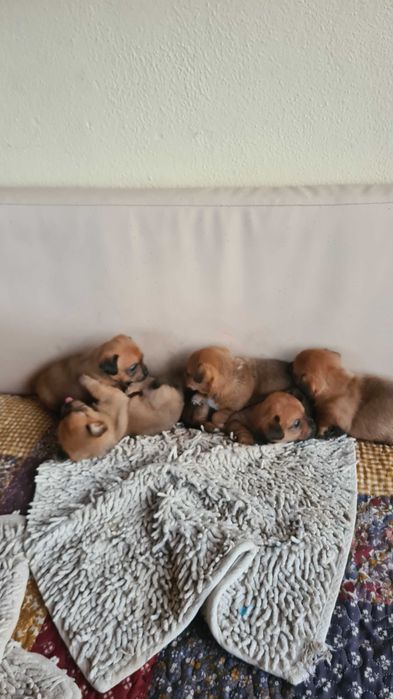 Ofer spre adopție căței talie mica