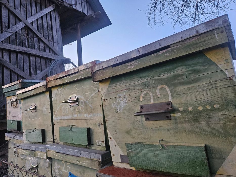 Cuti stupi pe zece rame +cat intreg si rame tei