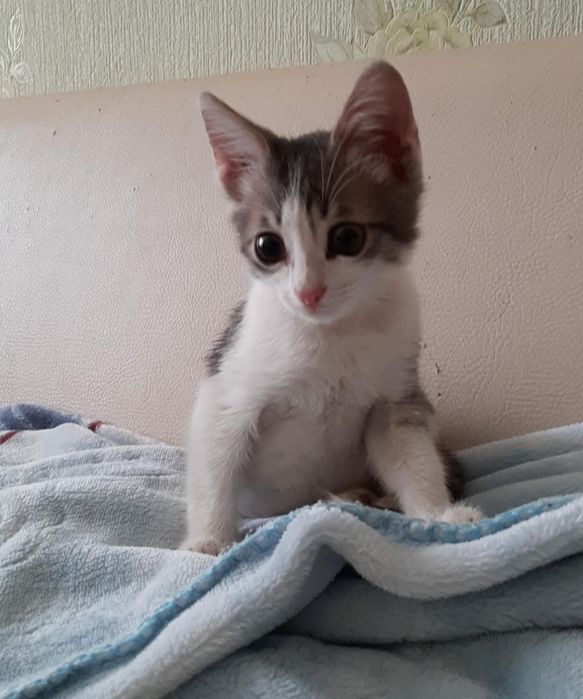 Отдам котенка в хорошие руки