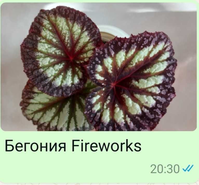 Бегония  разные виды