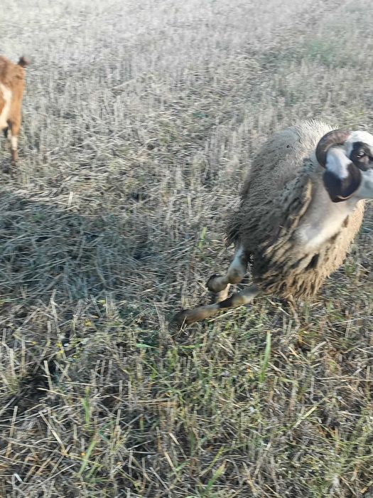 Berbec/ noatin pentru sacrificat ori montă