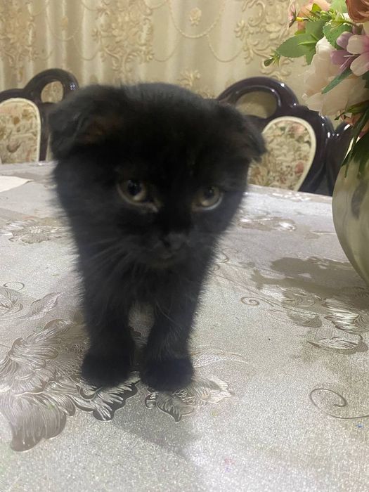 Вислоухий котенок